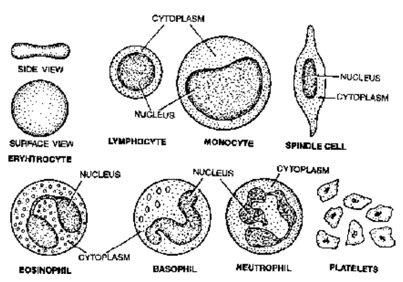 Erythrocytes/RBC's